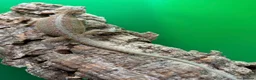 Bearded Dragon reptiles for sale: Zero bearded dragons and others  - Advert 9