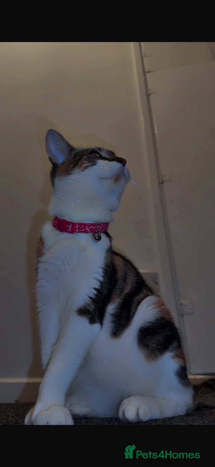 Mixed Breed cats Luna gorgeous cqt - Advert 1