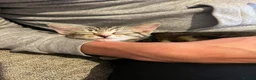 Mixed Breed cats for sale: Bengal/Russian blue kittens  - Advert 2