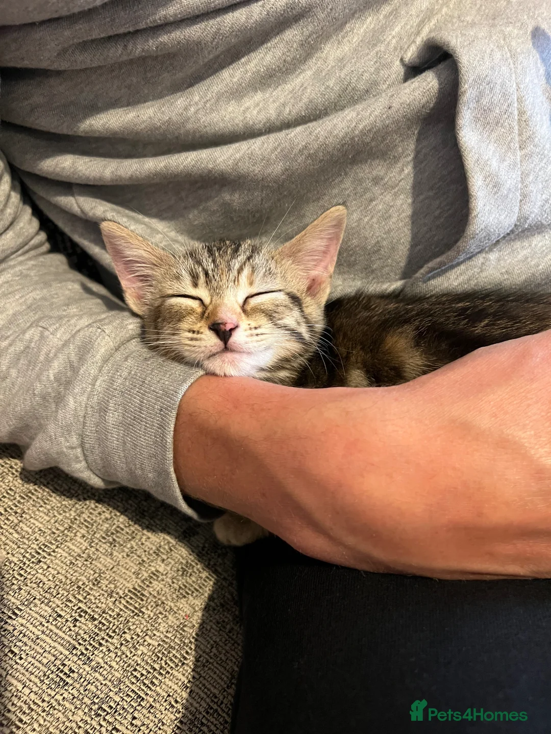 Mixed Breed cats for sale: Bengal/Russian blue kittens  - Advert 2