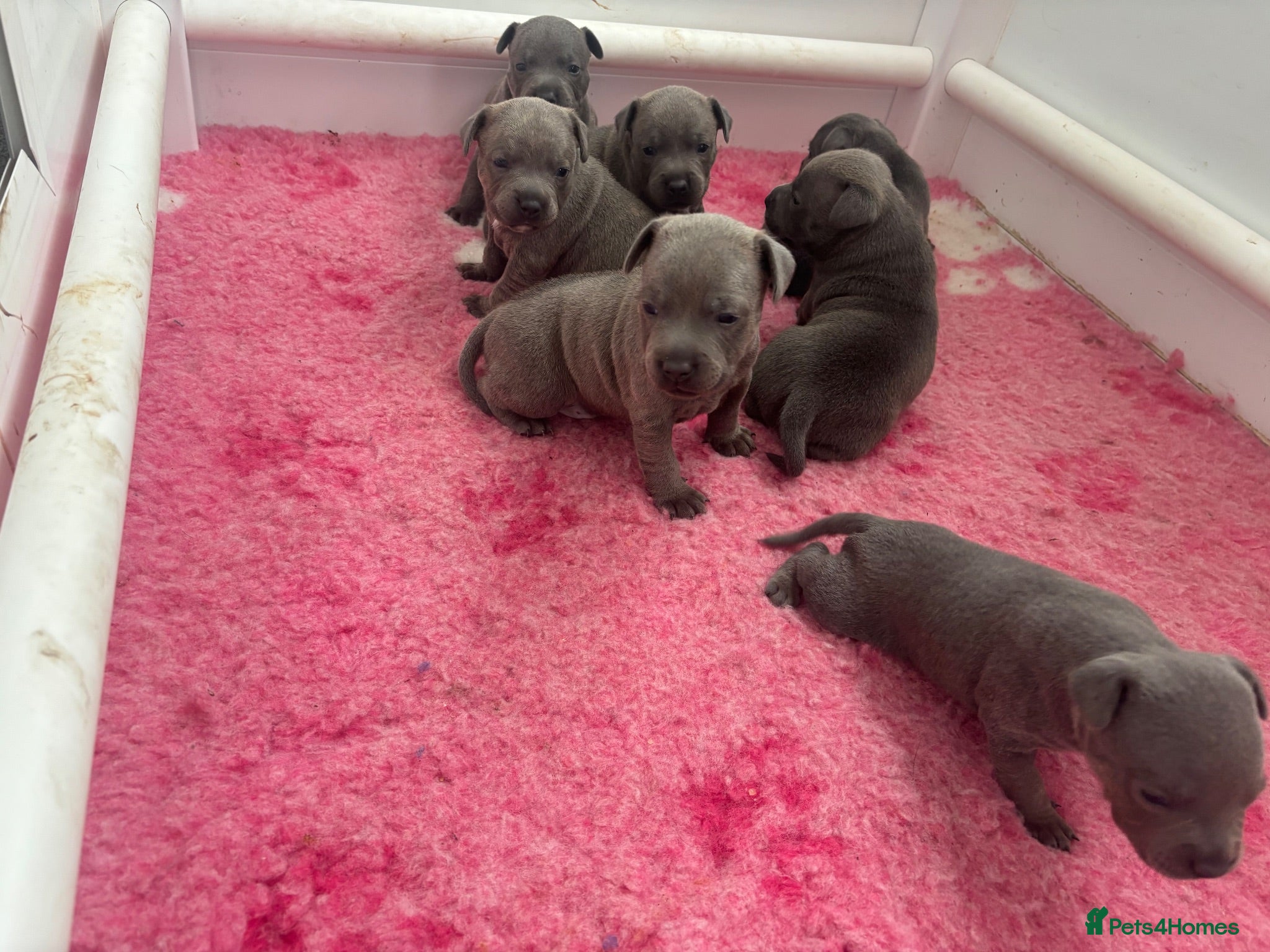Staffordshire Bull Terrier dogs Staffordshire bull terrier blue kc reg full ped - Advert 2