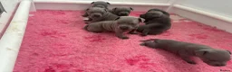 Staffordshire Bull Terrier dogs for sale: Staffordshire bull terrier blue kc reg full ped in Rhyl - Advert 2