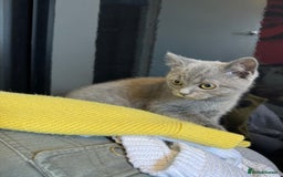 British Shorthair cats for sale: BSH kitten classic & chinchilla bloodline - Image 40