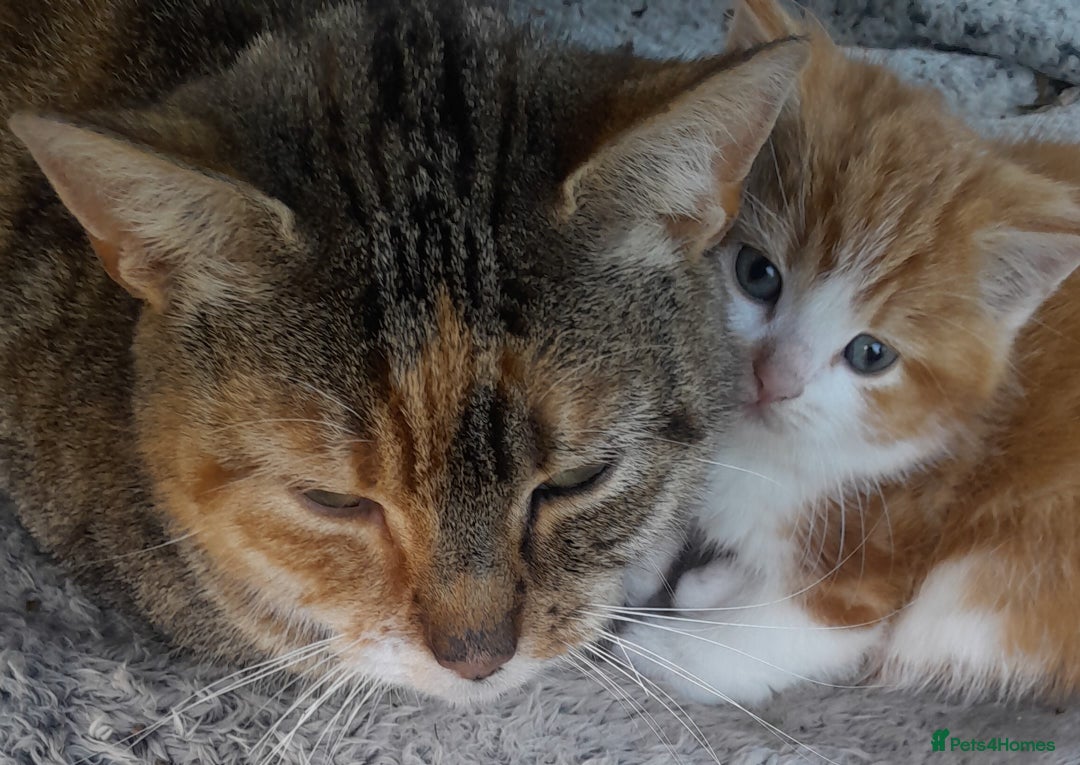 Mixed Breed cats for sale: ONE GINGER MALE LEFT. READY NOW - Advert 2