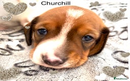 Miniature Dachshund dogs for sale: Pure Piebald Puppies Russian Champion Lines  - Image 8