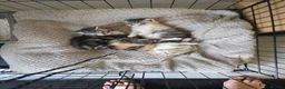 Mixed Breed cats for sale: Kittens for sale - Advert 8