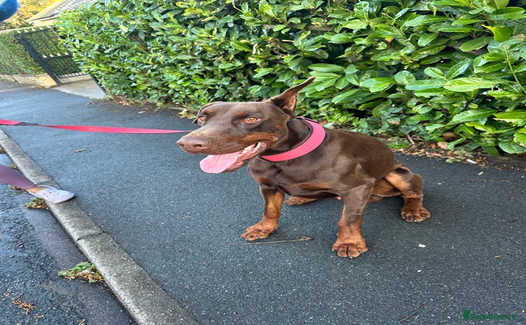 Dobermann dogs - Advert 15