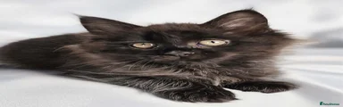 Maine Coon 4