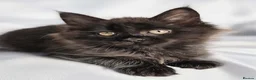 Maine Coon cats for sale: Beautiful TICA Registered Maine Coon Kittens - Advert 18