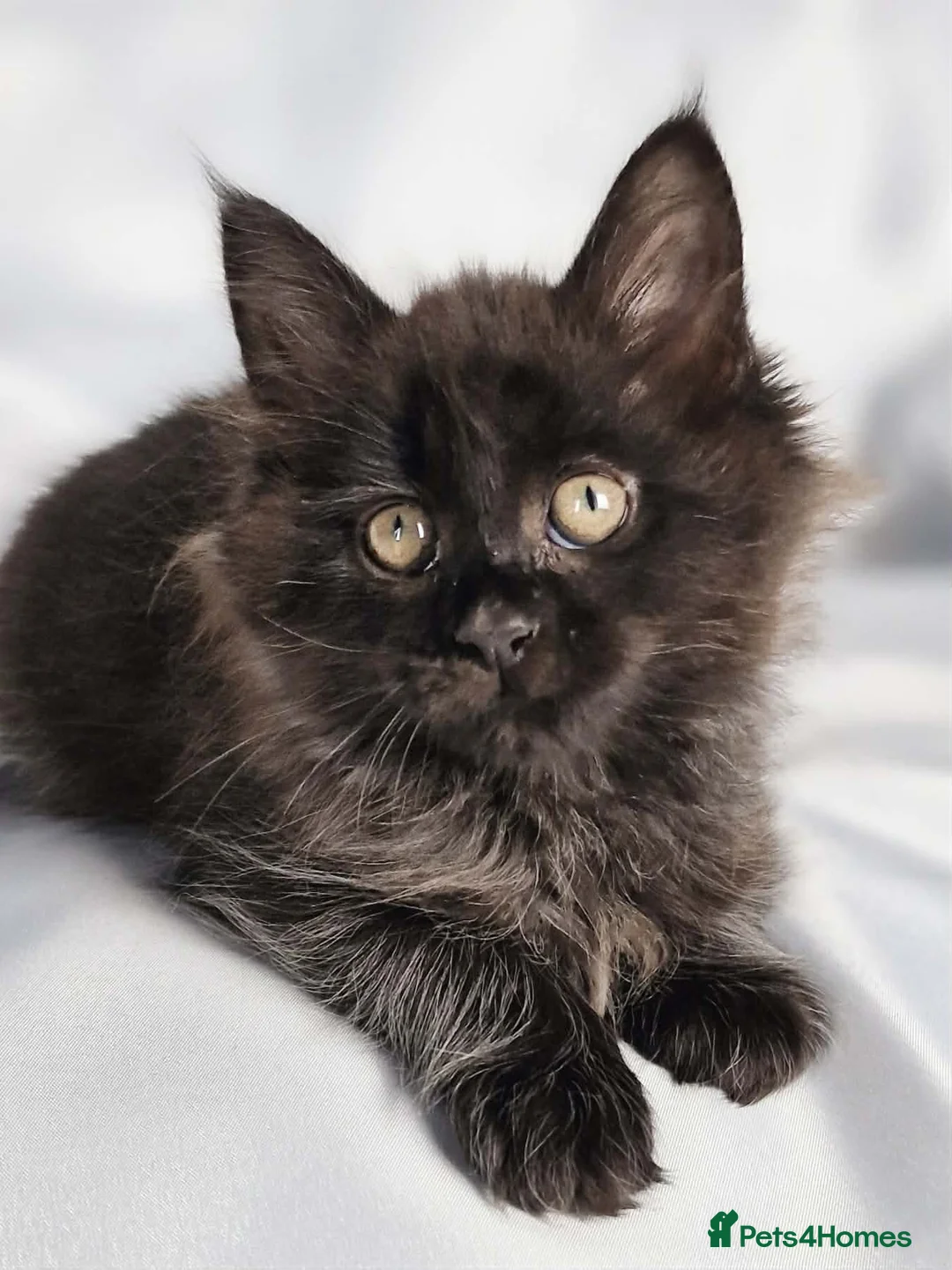 Maine Coon cats for sale: Beautiful TICA Registered Maine Coon Kittens - Advert 18