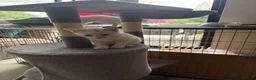 Mixed Breed cats for sale: White kittens  - Advert 2