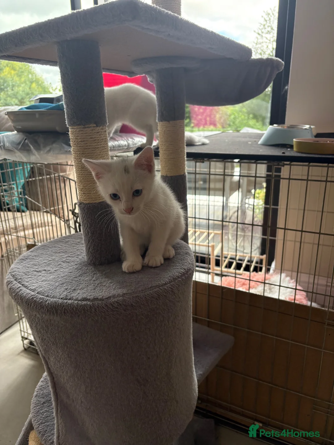Mixed Breed cats for sale: White kittens  - Advert 2