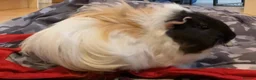 Guinea Pig rodents for sale: 2 x Female Guinea Pigs in Hereford - Advert 3