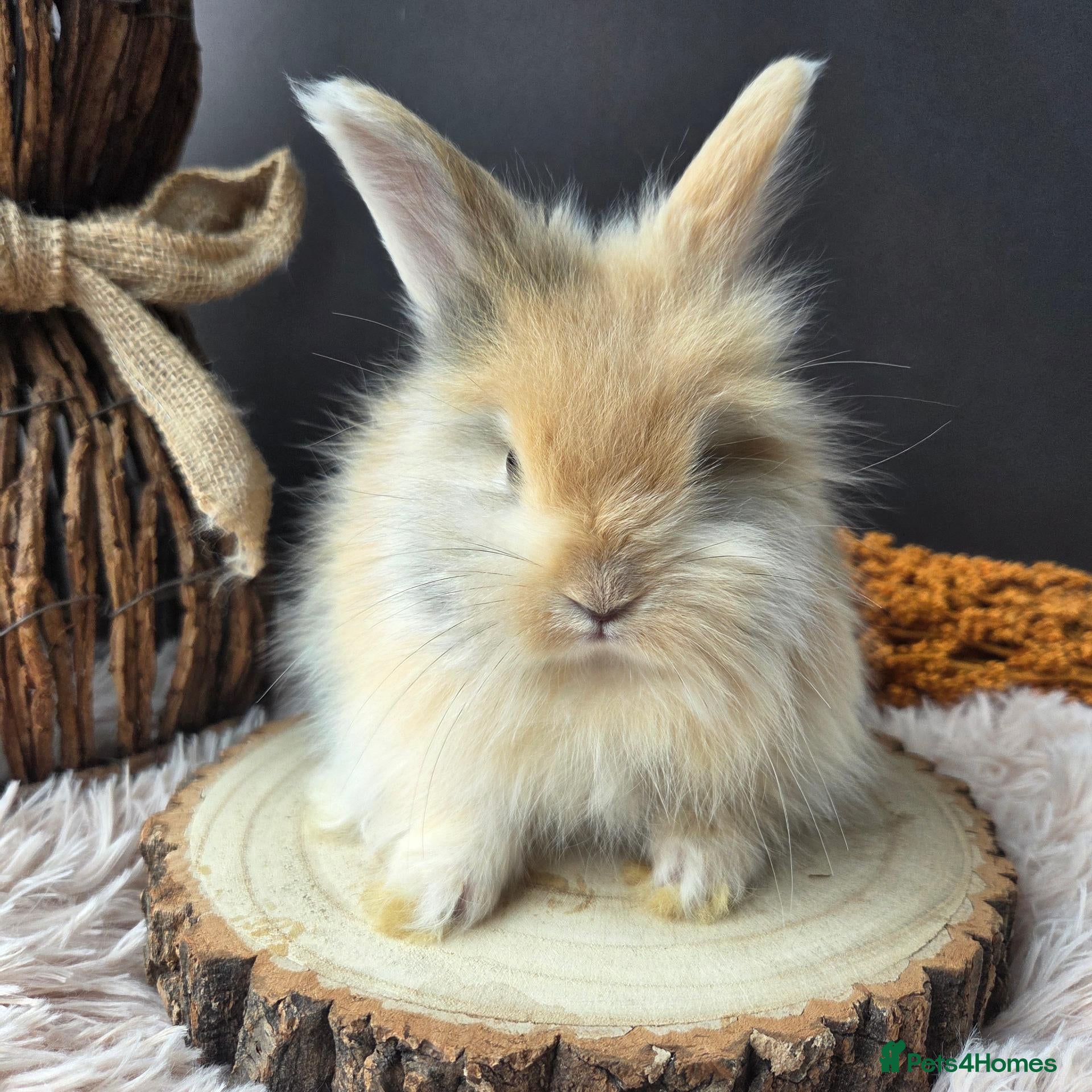 Angora rabbits English Angora Babies - Advert 3