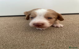 Cockapoo dogs for sale: Beautiful F2 Cockapoo Puppies - Image 15