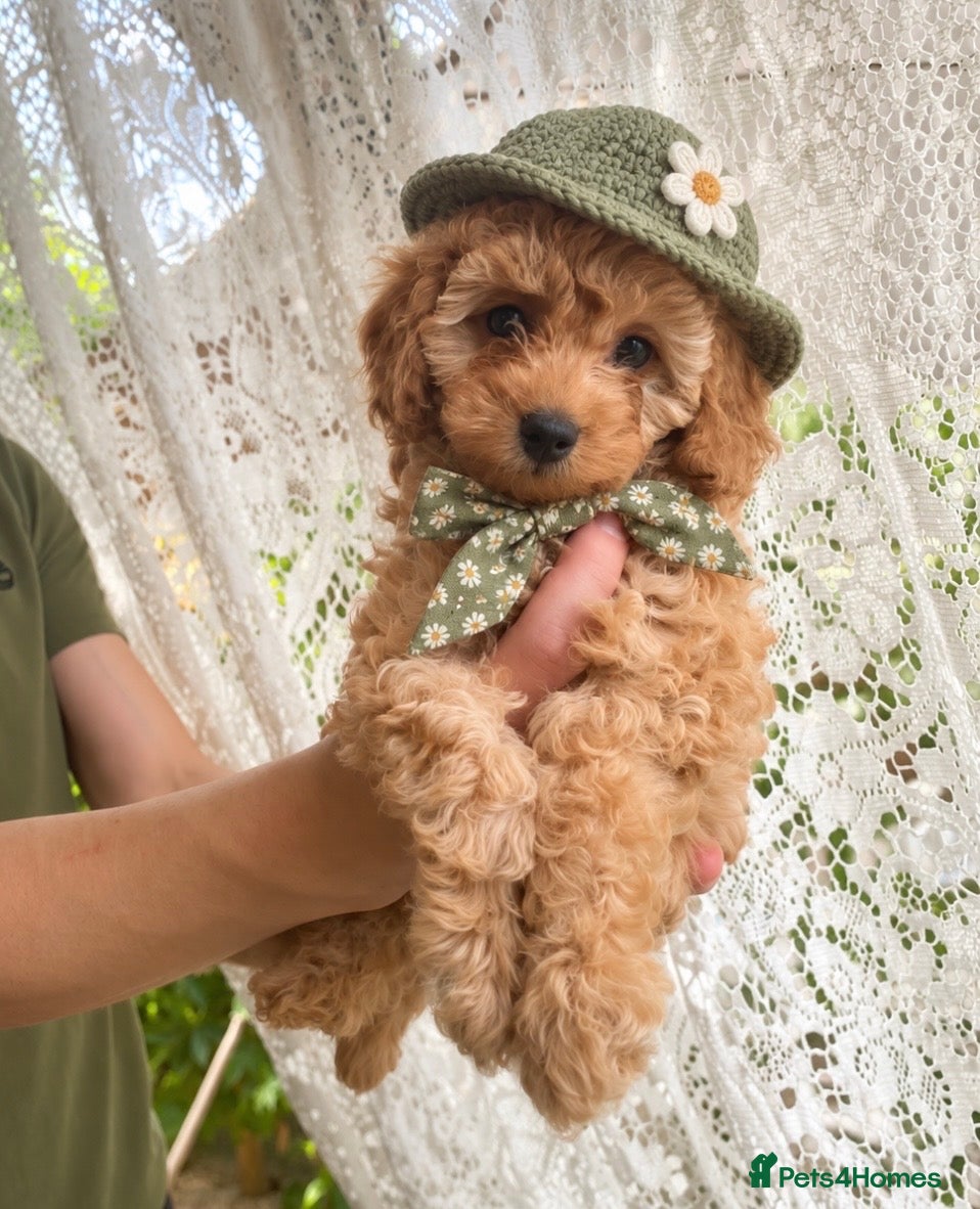 Cockapoo dogs Toy cockapoo F1bb - Advert 10