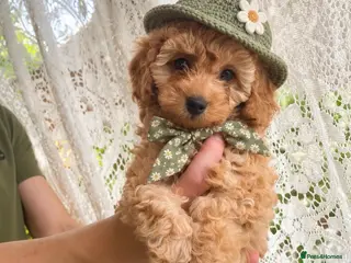 Cockapoo dogs Toy cockapoo F1bb - Advert 10