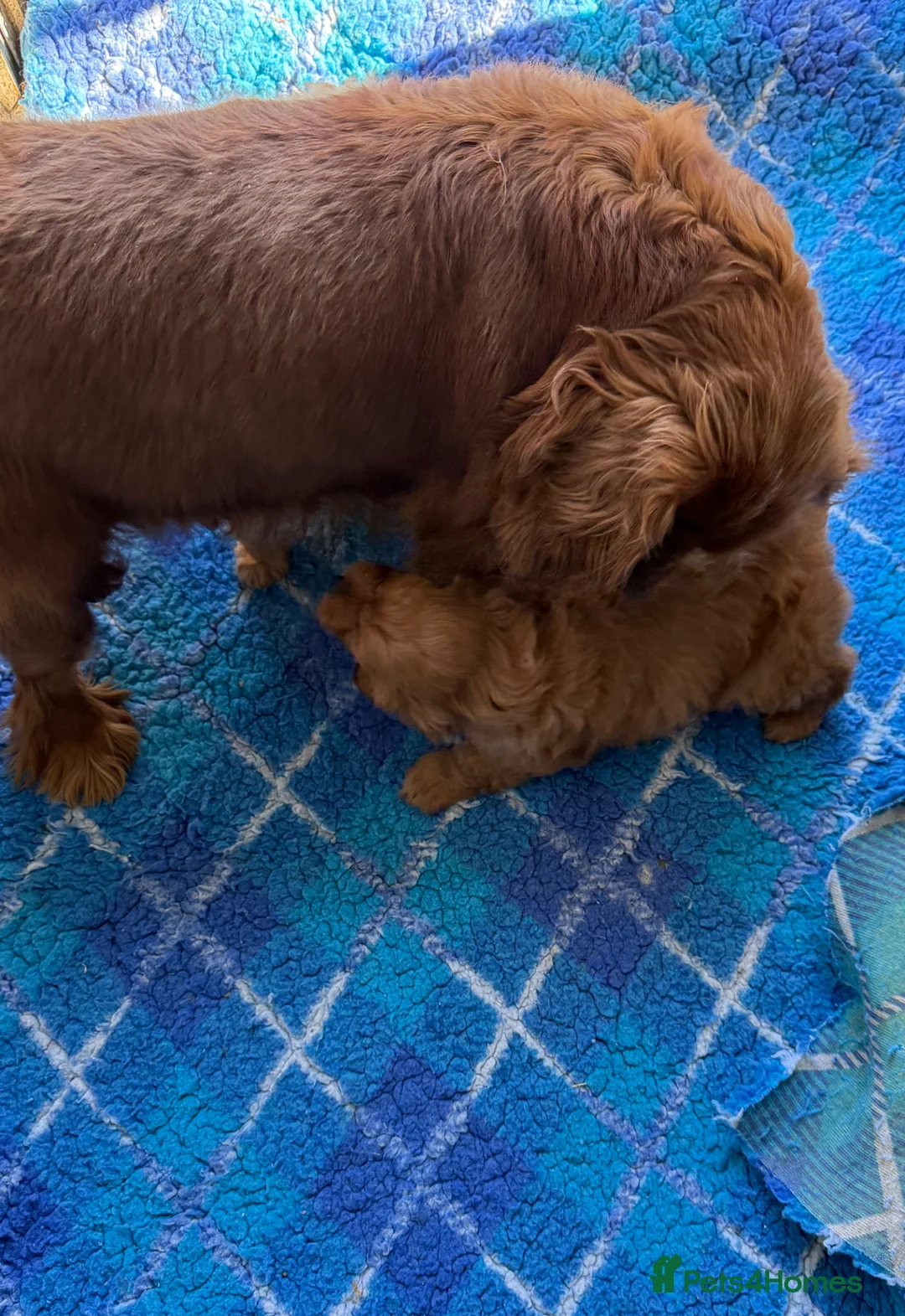 Cavapoo dogs for sale:  Exceptional Health Tested Cavapoo Puppies - Advert 24