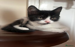 Persian cats for sale: Male Half Persian Kitten  - Image 1