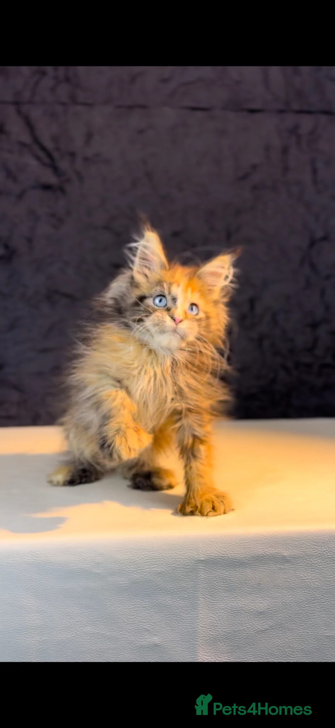 Maine Coon cats for sale: An exceptional Maine Coon female kitten in Livingston - Advert 1