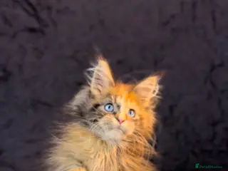 Maine Coon cats An exceptional Maine Coon female kitten - Advert 2