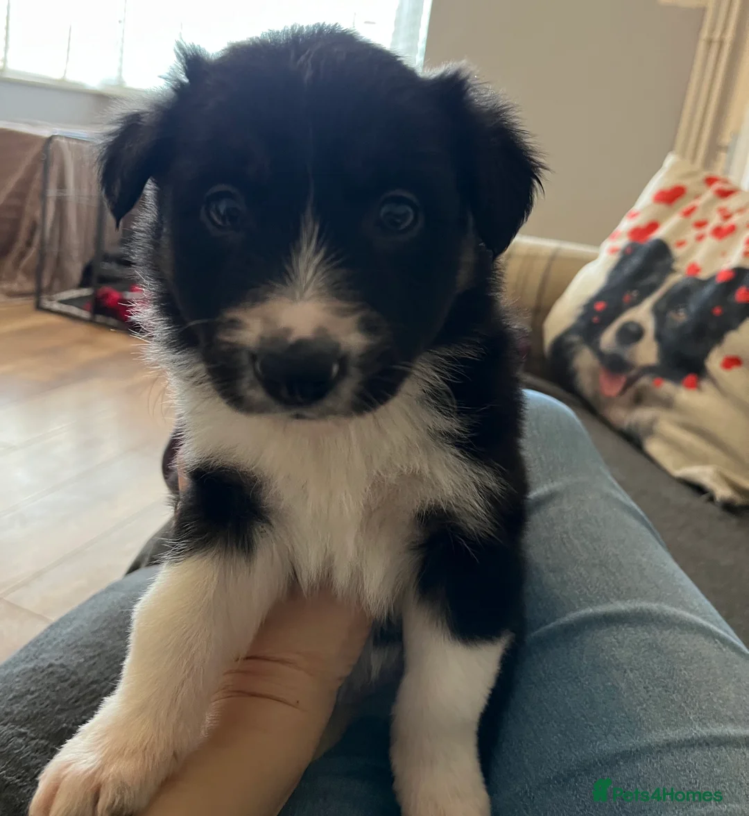 Border Collie dogs for sale: Pure Bred Border Collie Puppies - Advert 2