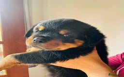 Rottweiler dogs for sale: Purebred Rottweiler Puppies for Sale - Image 5