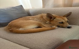 Mixed Breed dogs for sale: Honey - Image 1