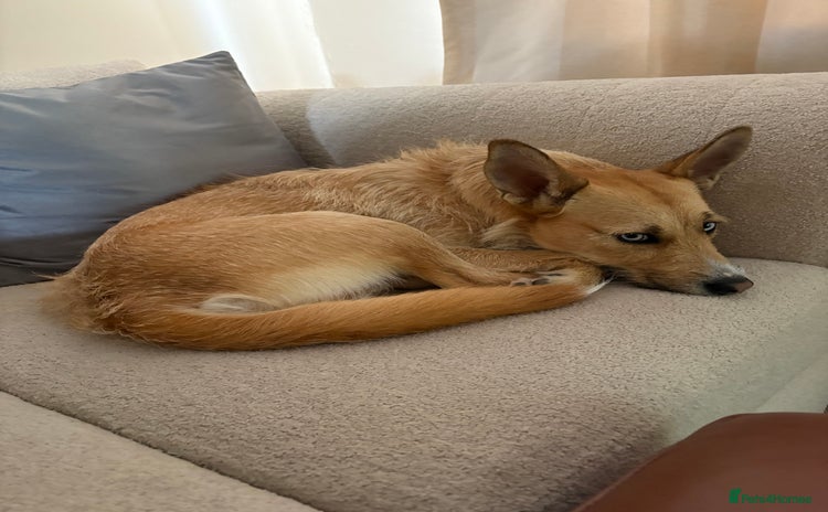 Mixed Breed dogs - Advert 1