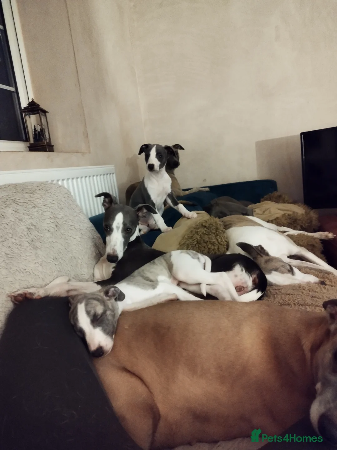 Whippet dogs for sale: Beautiful KC registered whippet puppies  - Advert 2