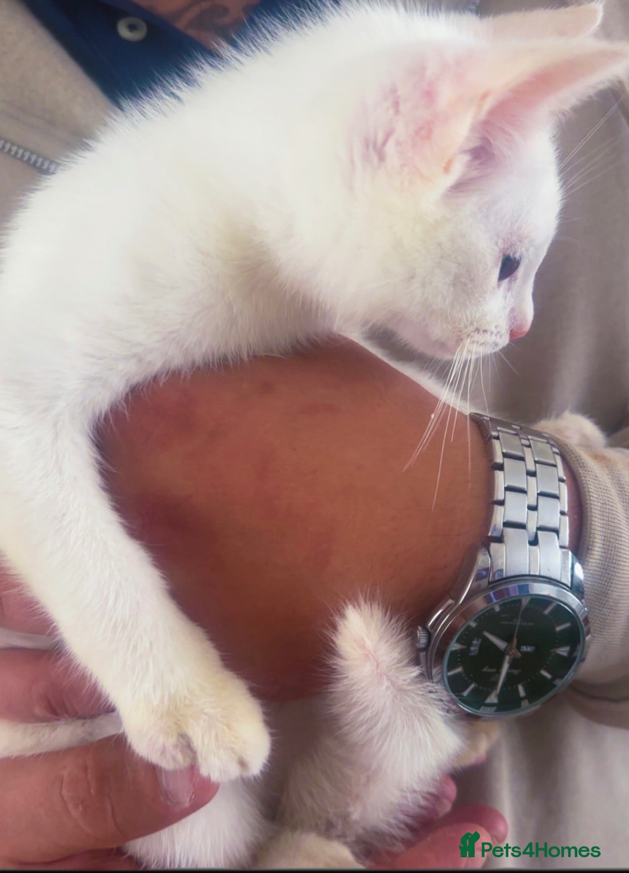 Bengal cats British short hair x TICA snow Bengal kittens  - Advert 1