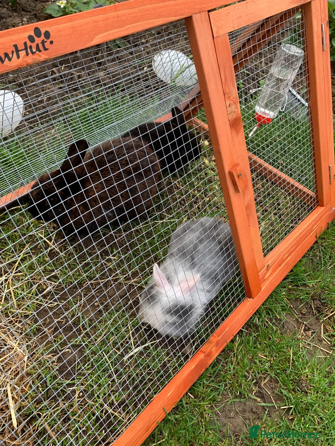 Mixed Breed rabbits for sale: Rabbits - Advert 2