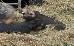 Border Terrier dogs for sale: Beautiful KC reg border terrier  - Image 4