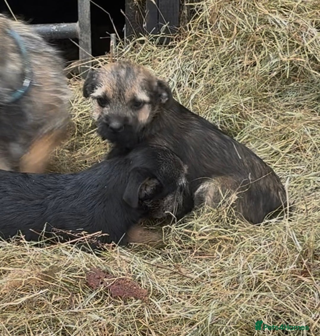Border Terrier dogs for sale: Beautiful KC reg border terrier  - Image 4