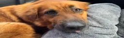 Golden Shepherd dogs for sale: Golden Shepherd - Advert 29
