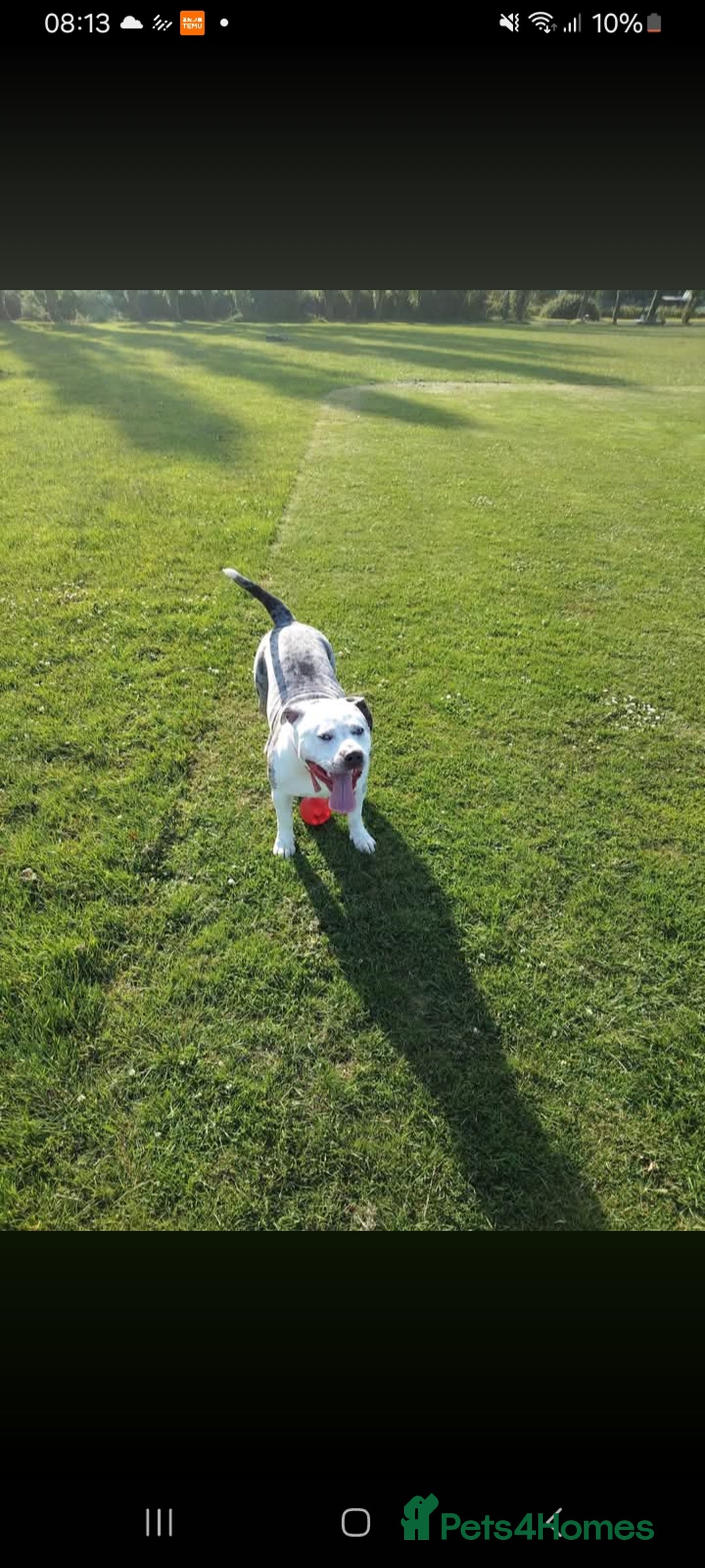 American Bulldog dogs for sale: Coco mini American bulldog  - Image 1