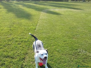 American Bulldog dogs - Advert 1