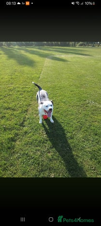 American Bulldog dogs - Advert 5