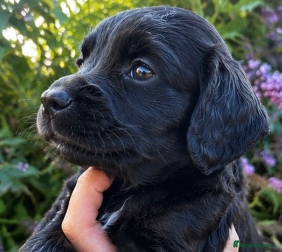Cocker Spaniel dogs 5 ⭐️ Stunning Cocker Spaniel Puppies, KC,Vet check - Advert 1