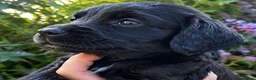 Cocker Spaniel dogs for sale: 5 ⭐️ Stunning Cocker Spaniel Puppies, KC,Vet check - Advert 3