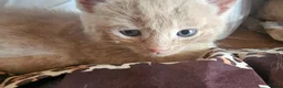 Mixed Breed cats for sale: 🐾 Gorgeous Kittens Available for Reservation 🐾 - Advert 15