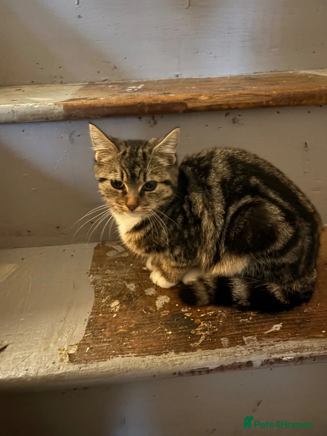 Mixed Breed cats for sale: Cute tabby kittens  - Advert 2