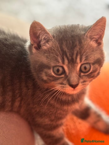 British Shorthair cats - Advert 13