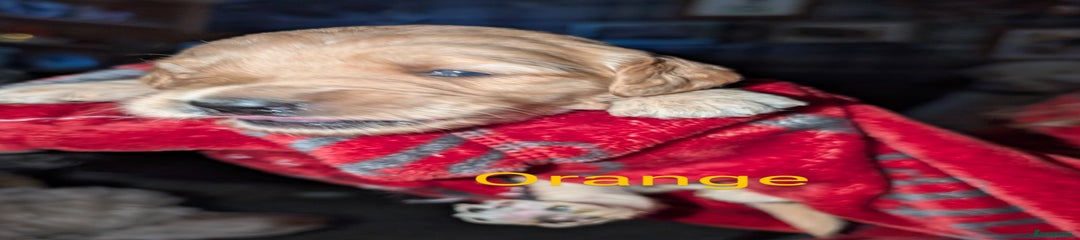 Goldendoodle Puppy 8