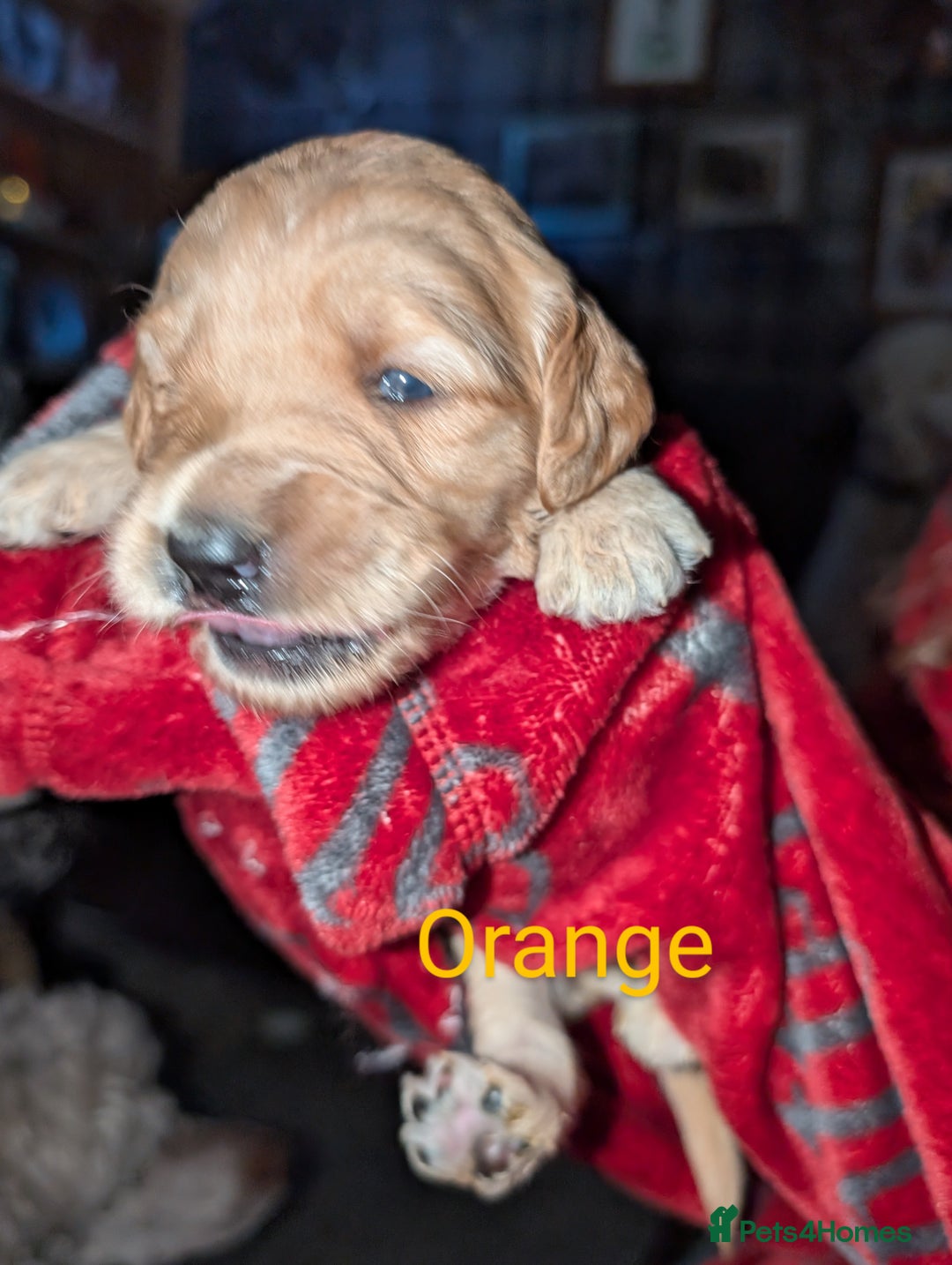 Goldendoodle dogs for sale: So cute standard golden doodles  - Image 16