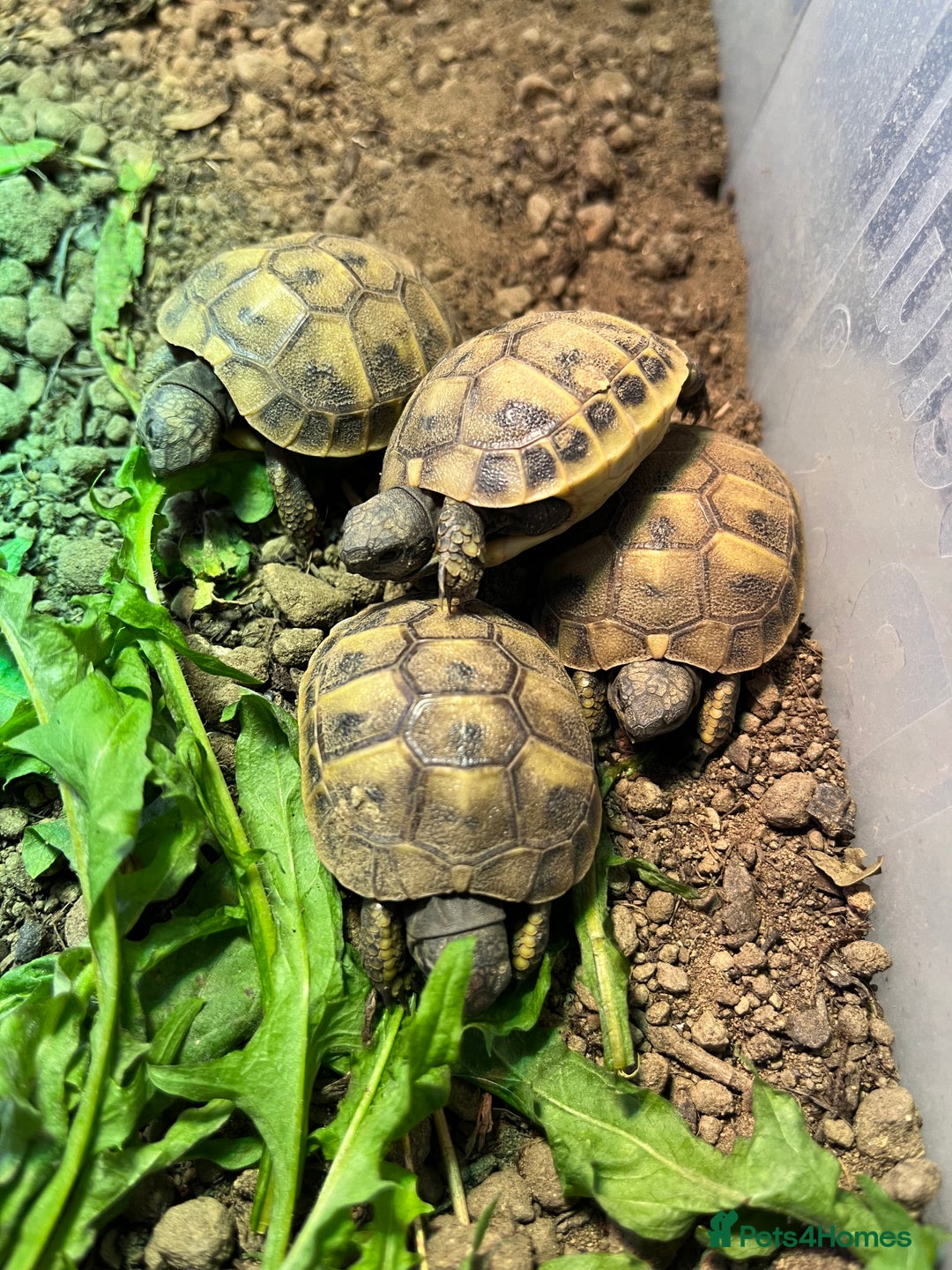 Tortoise reptiles for sale: Home bred Herman’s tortoises  - Image 3