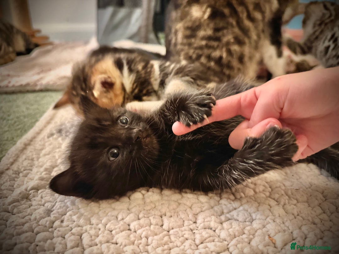 Ragdoll cats for sale: ✨ Exquisite Ragdoll-Bengal Baby Kittens ✨ - Advert 17