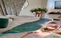 Parakeets birds for sale: Hand reared 12 week old Quaker Parrot - Image 4