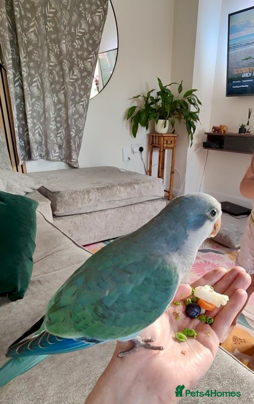 Parakeets birds for sale: Hand reared 12 week old Quaker Parrot - Image 4