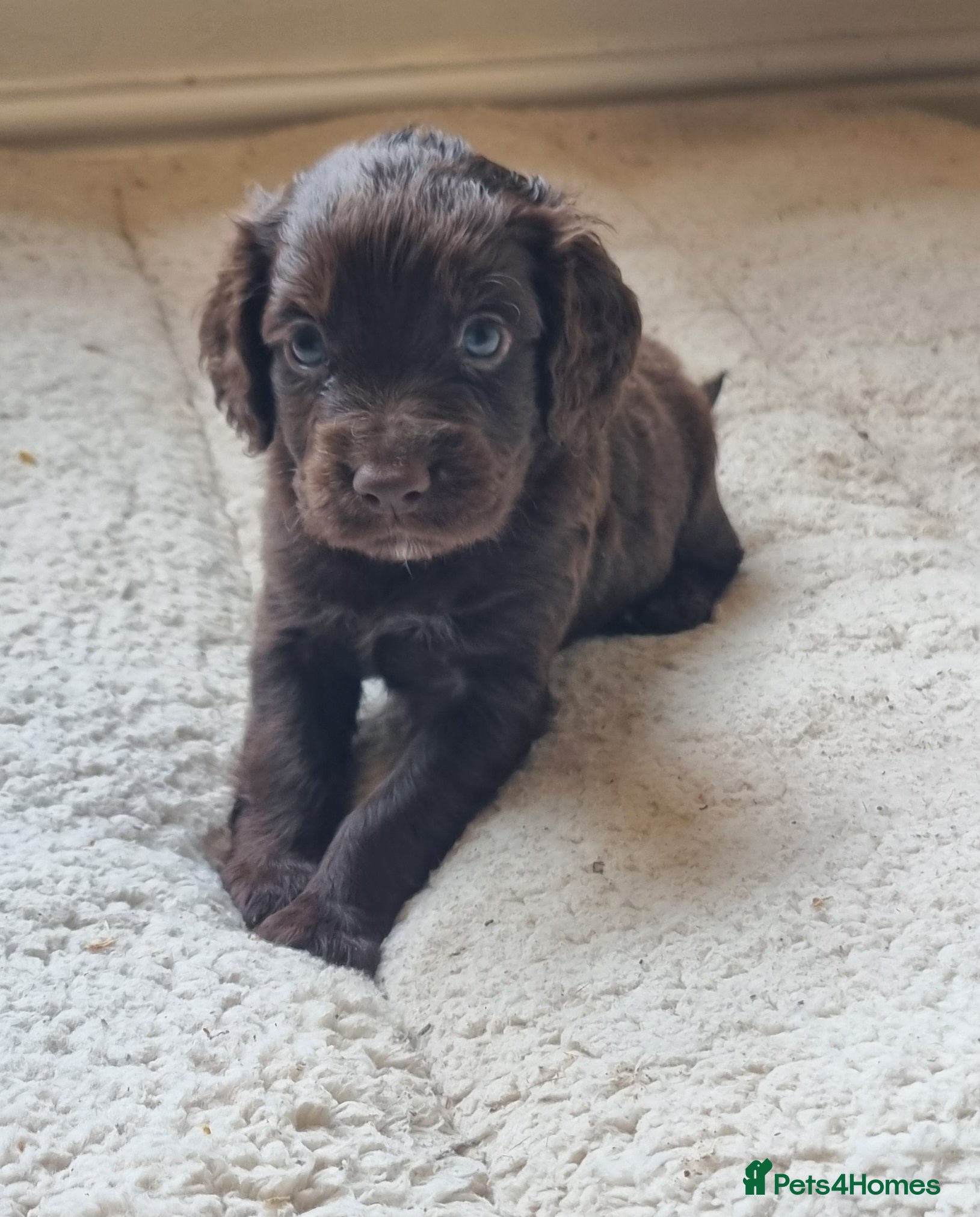 Cocker Spaniel dogs Last Chocolate Boy Ready Now  - Advert 1